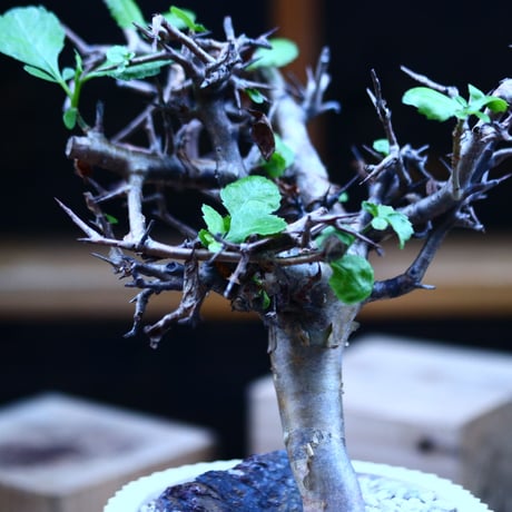 コミフォラ  ワイティ／Commiphora wightii   no.103145