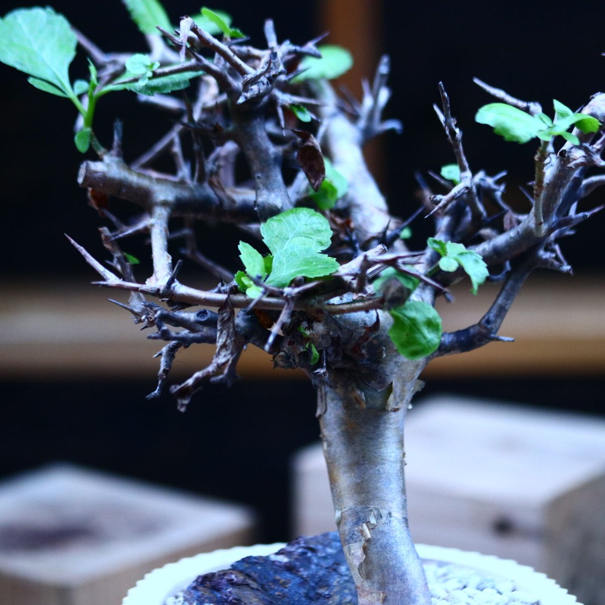 コミフォラ ワイティ／Commiphora wightii no.103145 | 芽の巣山