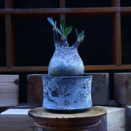パキポディウム  グラキリス／Pachypodium  gracilius       no.62045