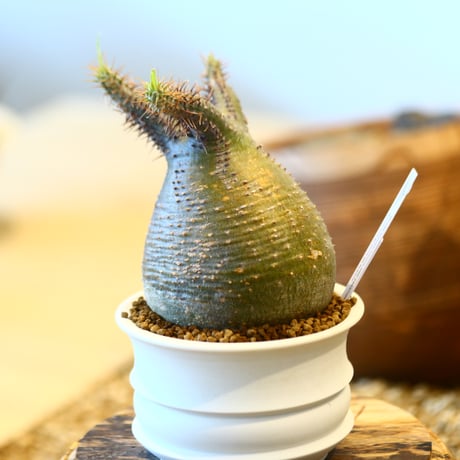 たけろうポット × Pachypodium gracilius   no.40711