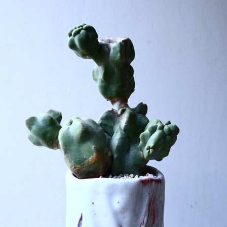 ロフォケレウス  福禄寿   Lophocereus schottii   no.12608