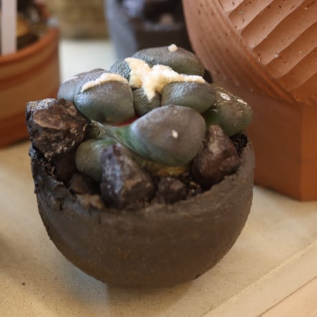 Ariocarpus fissuratus var. lloydii (連山) × たけろうポット  no.112-22