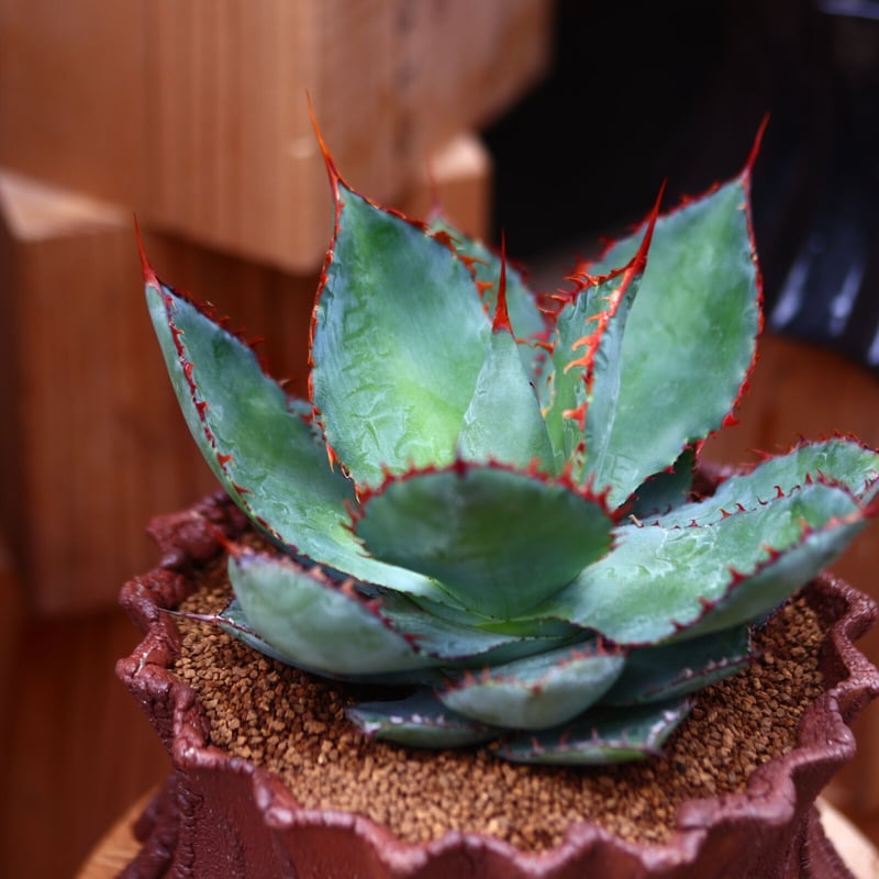 アガベ ボビコルヌータ カウズホーン／Agave bovicornuta 'Cows Ho