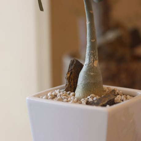 Adenium socotranum × 陶器鉢   no.82508