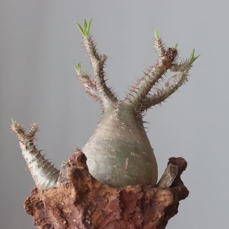 Pachypodium gracilius × Ion Fukazawa / PLANETX (5号鉢)   no.420-45