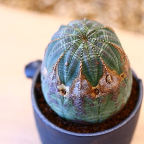 N/OH × Euphorbia obesa    no.61805