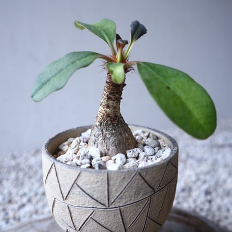 ユーフォルビア   ラメナ    Euphorbia ramena   no.122213