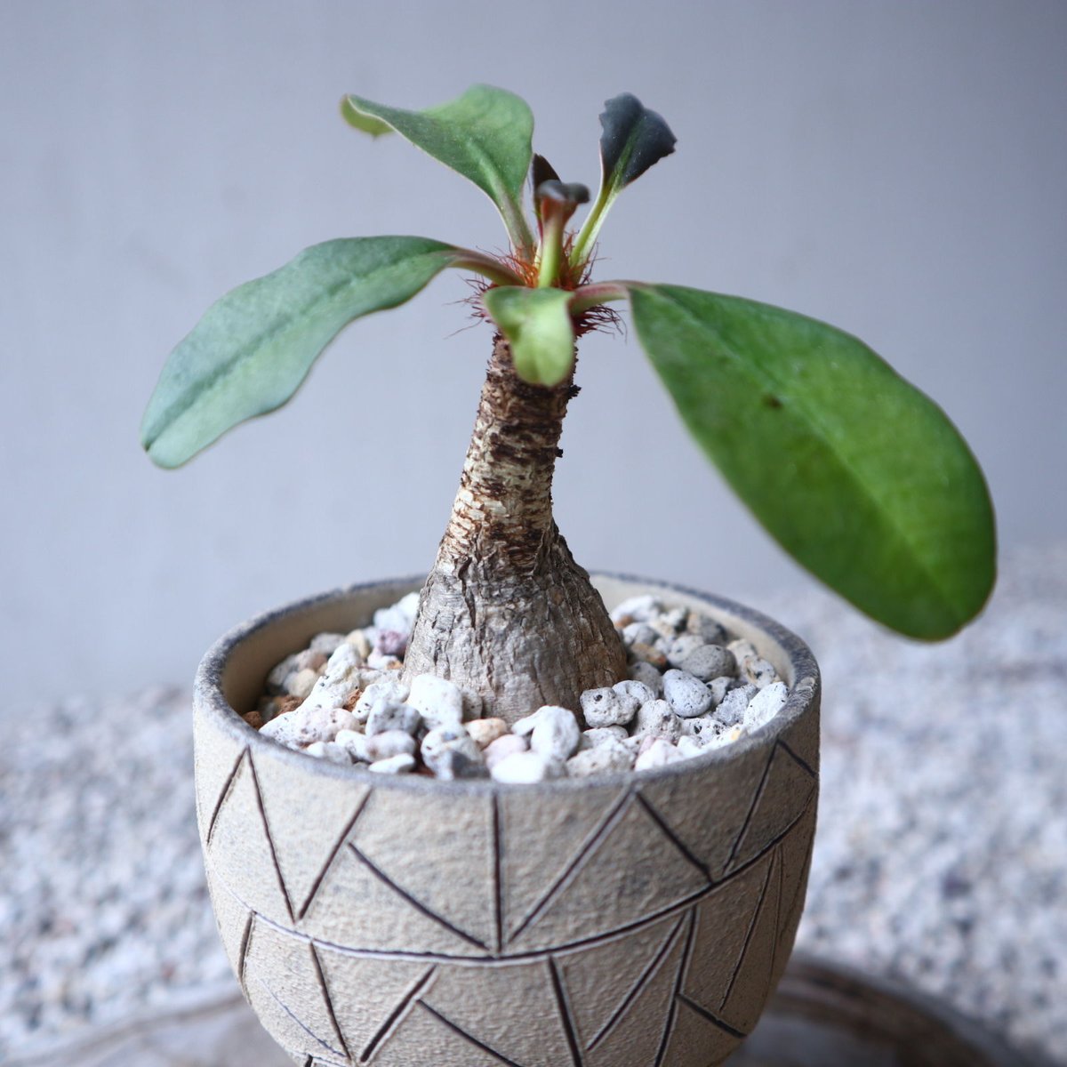 【希少】ユーフォルビア　ラメナ ユーフォルビア ラメナ | GREEN LUCK