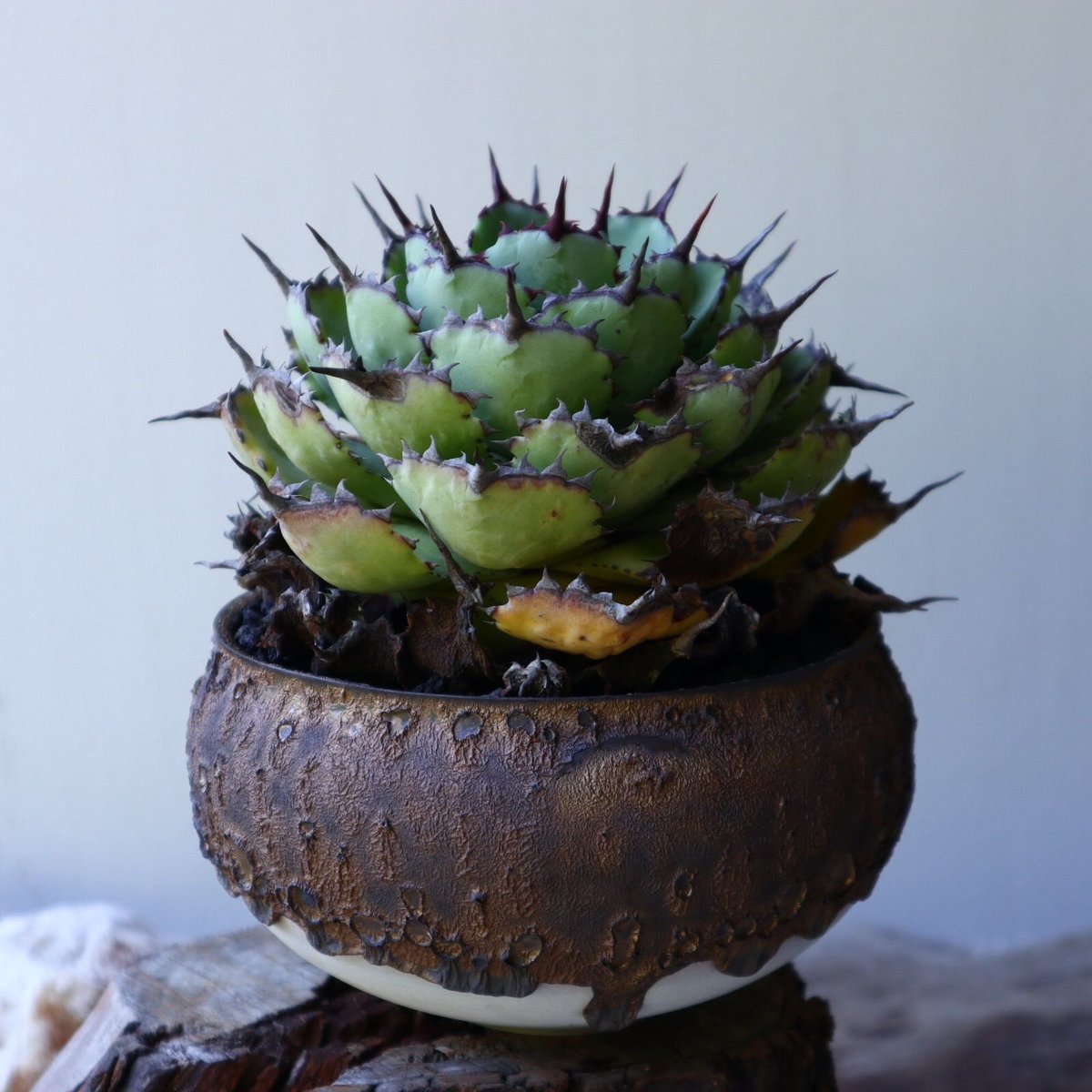 アガベ ポタトラム 古株 Agave potatorum old no.51 アガベ ポタトラム 古株 Agave potatorum old no.51