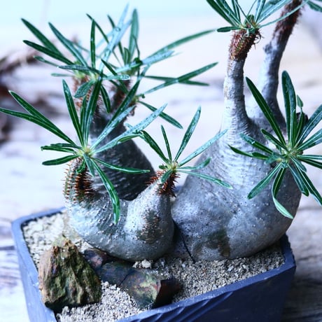 パキポディウム グラキリス　トリプルヘッド   Pachypodium rosulatum var. gracilius no.92731
