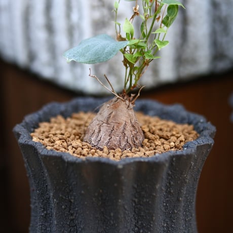 ディオスコレア ヘミクリプタ 銀葉亀甲竜 / Dioscorea hemicryputa   no.31901