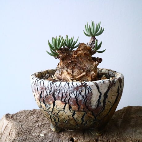 チレコドン  ペアルソニー   Tylecodon pearsonii No.009