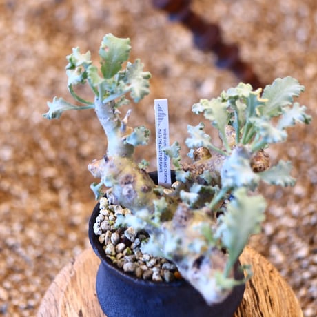 Pelargonium Klinghardtense × Kazuhiro Arima    no.31036
