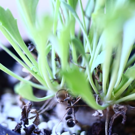 オトンナ　ハリー  ×  ユーフォルビオイデス　Othonna  hybrid   hallii    ×  euphorbioides  no.110822