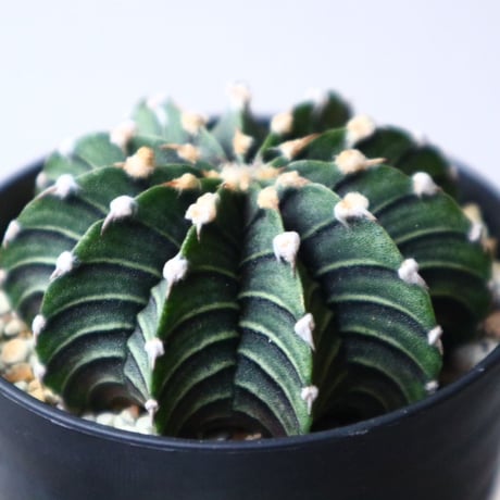 ギムノカリキウム   フィードリッフィー  Gymnocalycium friedrichii    no.101408