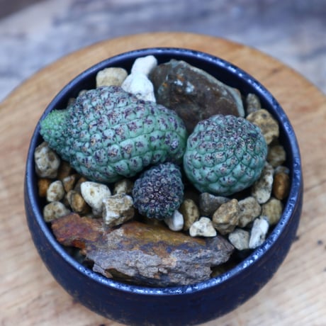 ラリレアキア カクティフォルメ  仏頭玉 3ヘッド／Larryleachia cactiformis　 no.53018