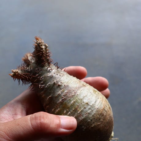 パキポディウム グラキリス 抜苗  Pachypodium rosulatum var. gracilius no.92930