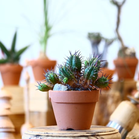 YAMABACHI × Euphorbia ferox   no.100121