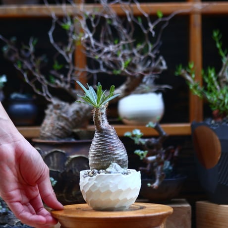 パキポディウム  グラキリス／Pachypodium  gracilius       no.92629