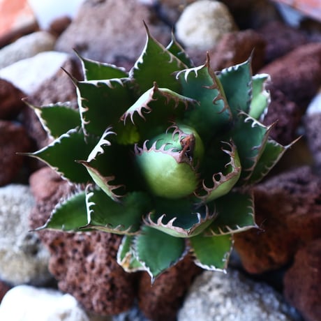 アガベ ホリダ   Agave horrida   no.30819