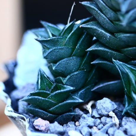 ハオルチア ビスコーサ(ダルマタイプ)／Haworthia viscosa   no.13079