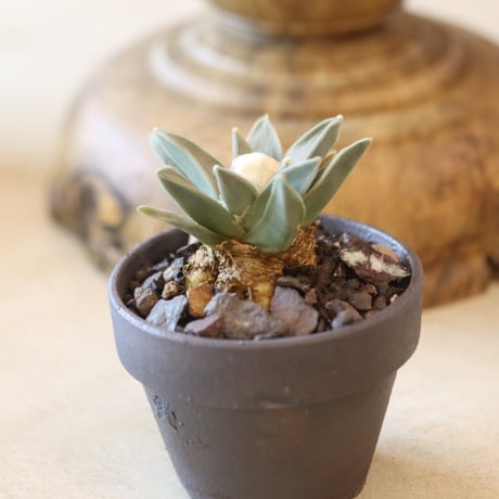 Ariocarpus retusus V.elongatus (雅牡丹) × YAMABACHI var. takero pot  no.126-44
