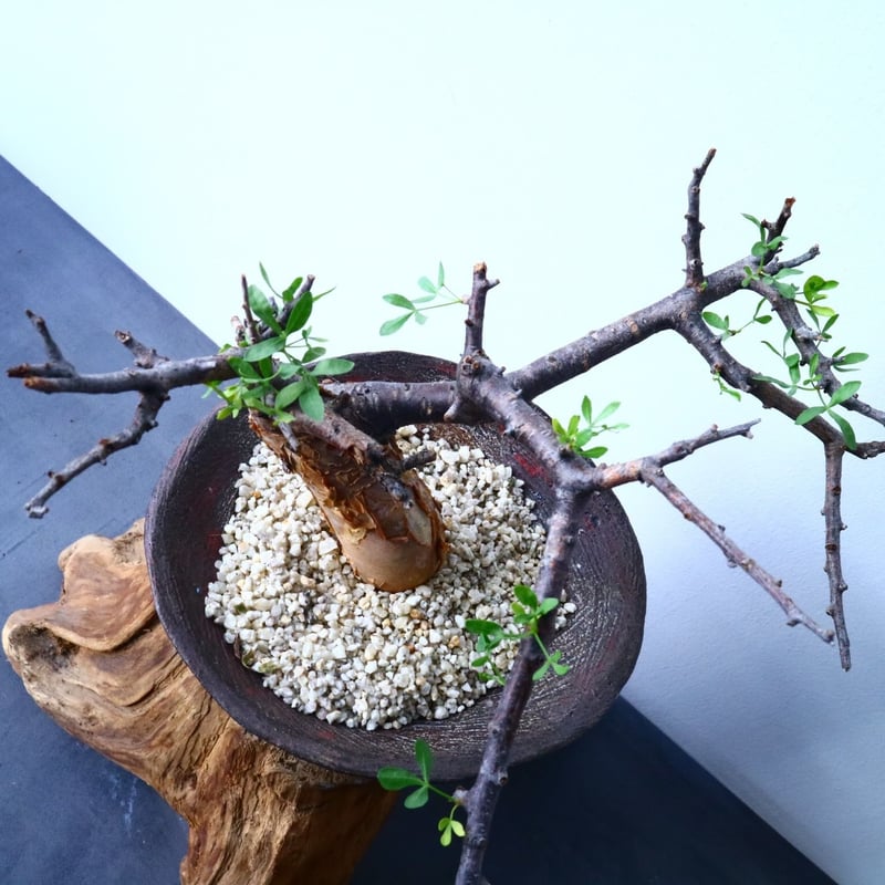 【実生】コミフォラ フォリアセア(Commiphora foliacea) Commiphora foliacea 良き☺️ . #plants #caudex #commiphora