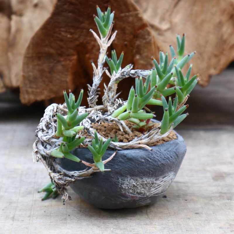 トリコディアデマ　ミラビレ　模様木 トリコディアデマ ミラビレ / Trichodiadema mirabile no.3126