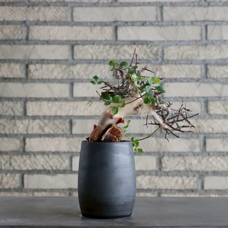 Commiphora kataf (pure) × N/OH (3.5号)  no.1019/3