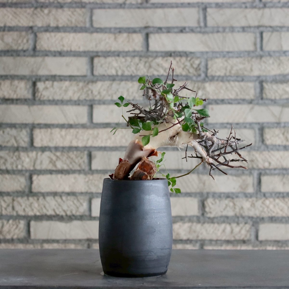 Commiphora kataf (pure) × N/OH (3.5号) no.1019/