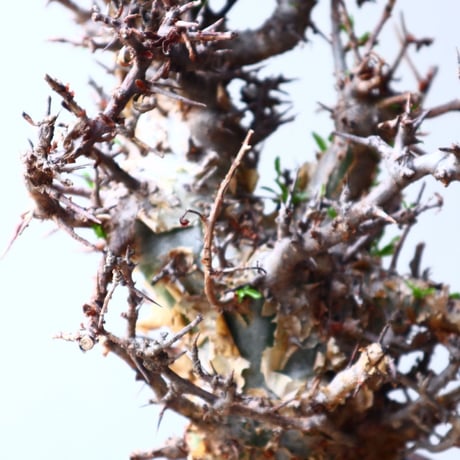 コミフォラ　エミニー　 Commiphora eminii    no.72126
