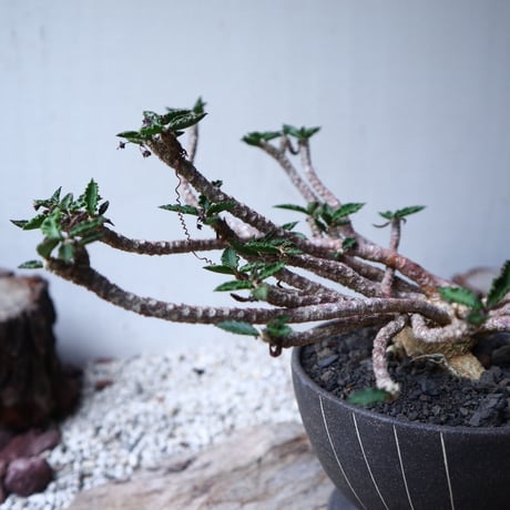 ユーフォルビア デカリー   Euphorbia decaryi   no.112408