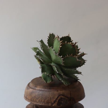 U.S. filigree (Agave titanota filigree) / Style of Chika　no.1227-50