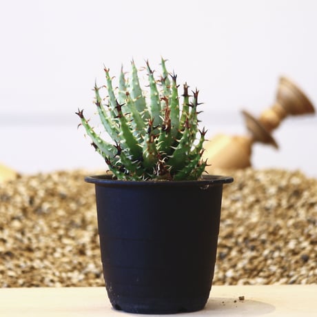 アロエ エリナケア / Aloe melanacantha ssp. var. erinacea  no.42318