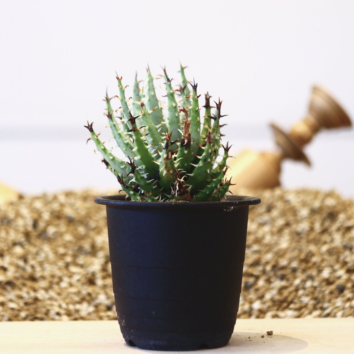 アロエ エリナケア / Aloe melanacantha ssp. var. erinace