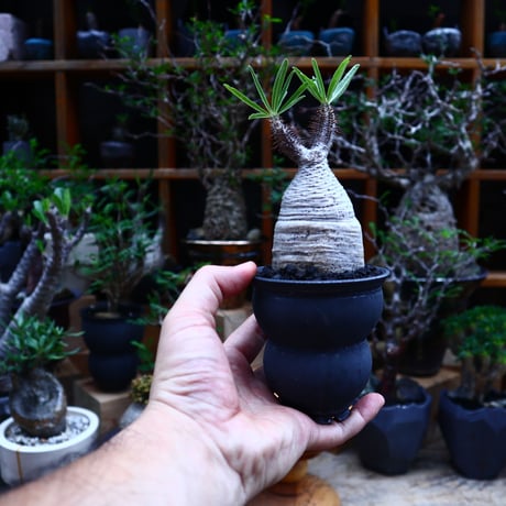 パキポディウム  グラキリス／Pachypodium  gracilius       no.81503