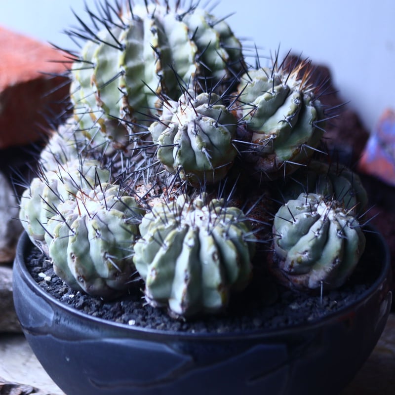 コピアポア 黒王丸 Copiapoa cinerea no.42695 | 芽の巣山 コピアポア 黒王丸 Copiapoa cinerea no.42695 | 芽の巣山