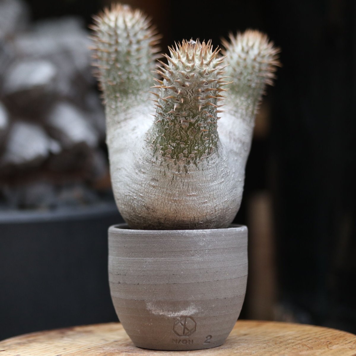 パキポディウム イノピナツム Pachypodium inopinatum パキポディウム イノピナツム / トトロのような可愛らしい風貌に娘が