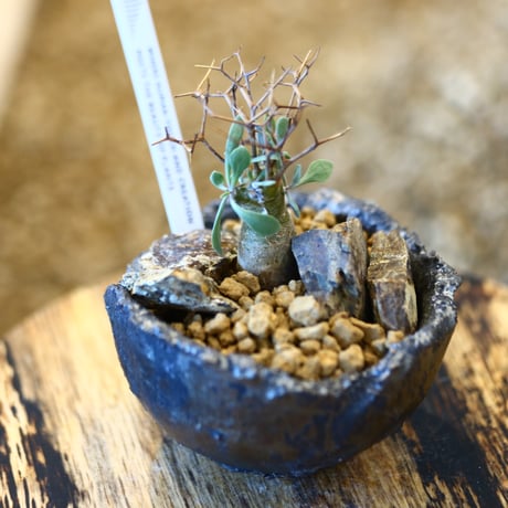 STORES 塊根植物の検索結果