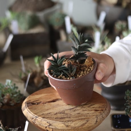 Haworthia tortuosa × YAMABACHI var. 六本芽   no.1201-36
