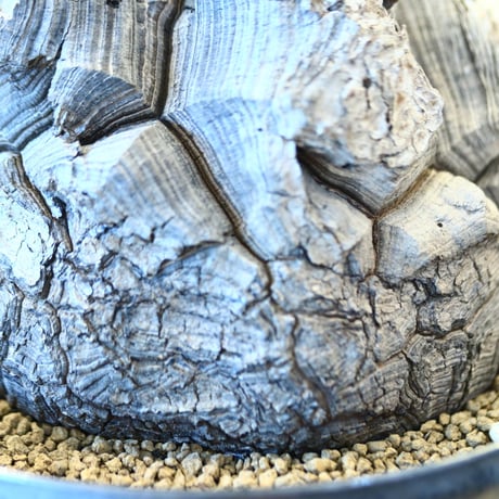 Dioscorea elephantipe × Yuta Uchida    no.100850