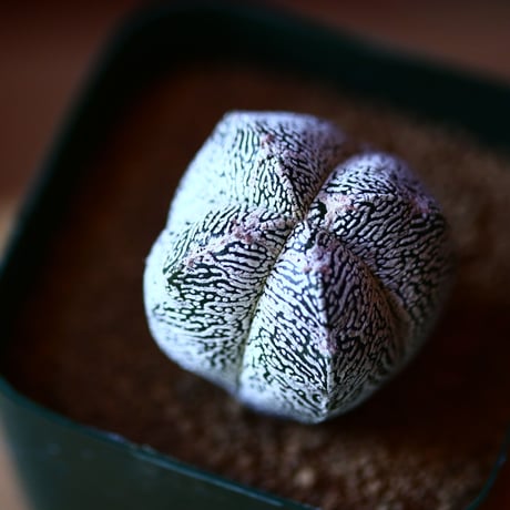 アストロフィツム  恩塚ランポー玉   実生    Astrophytum myriostigma cv.　no.111566②