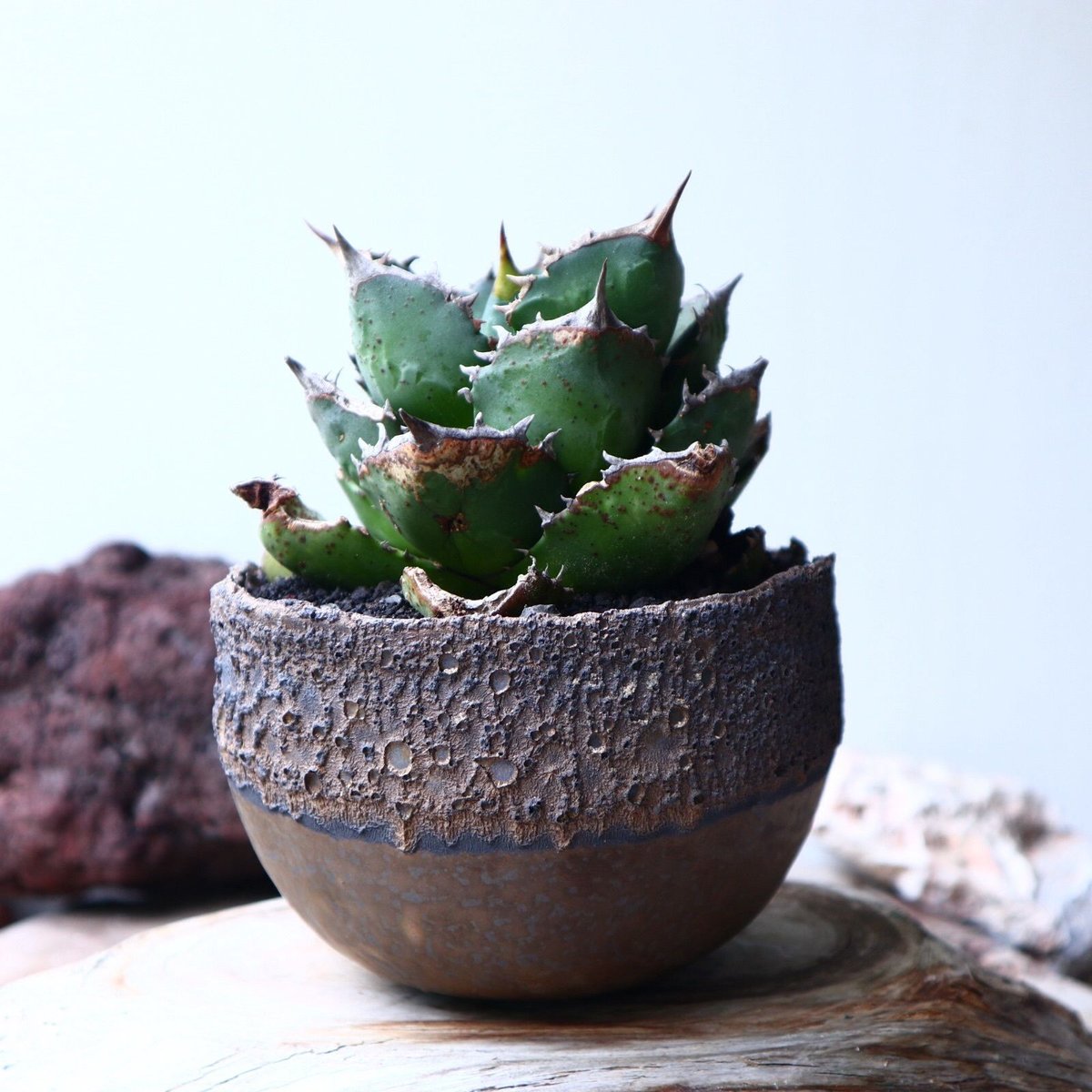 アガベ チタノタ FO-76 Agave titanota アガベ チタノタ FO-76 Agave titanota