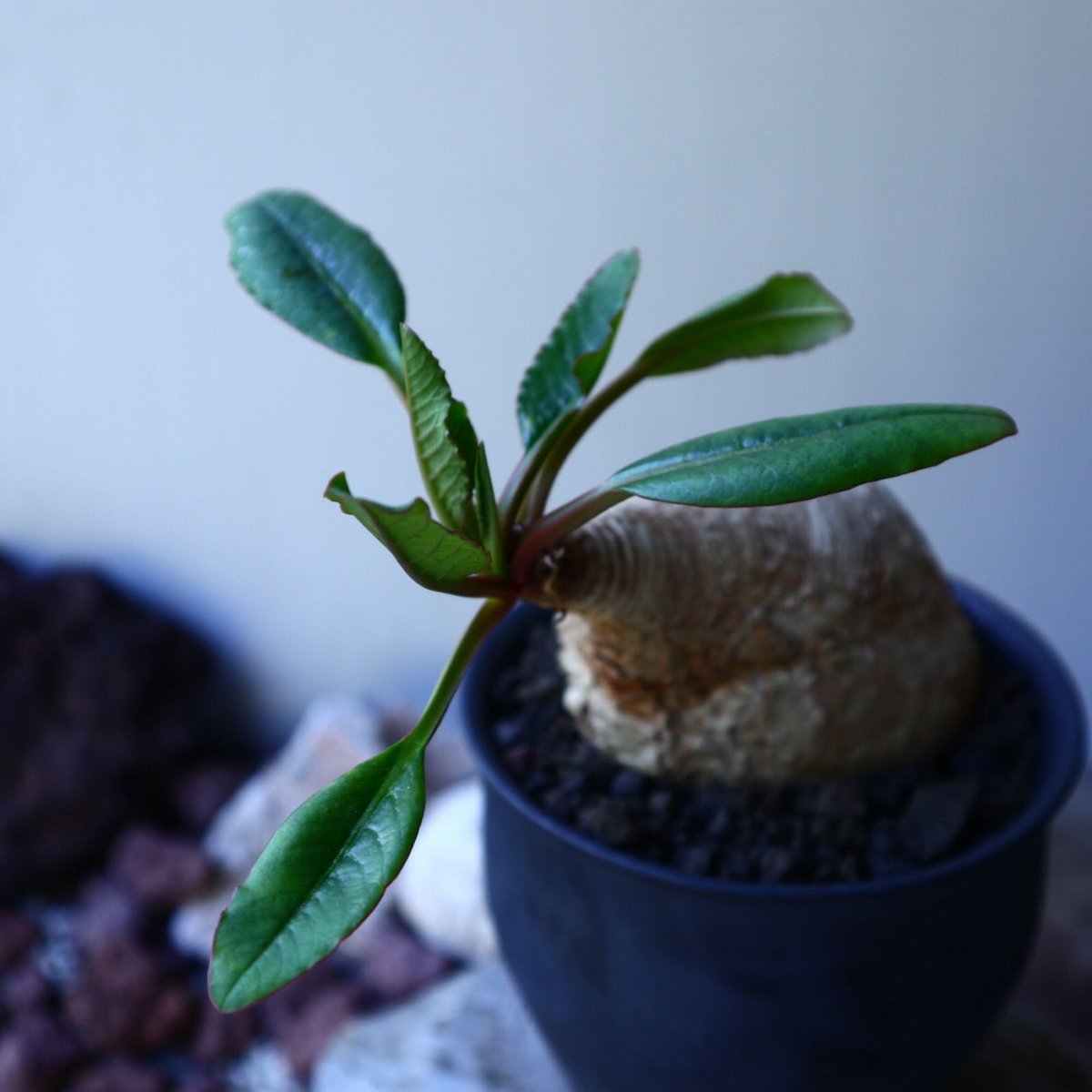 ユーフォルビア プリムリフォリア Euphorbia primulifolia no.5