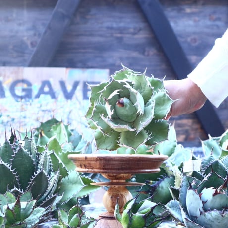 アガベ チタノタ   Agave titanota    no.103-22