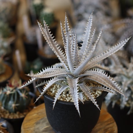 Dyckia ‘Nemesis' x ‘crystal Boy' (4号鉢)  no.1226/40