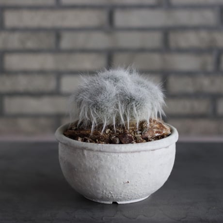 Mammillaria hahniana f. lanata (玉翁殿) × Shin Tabata (6号)  no.524/13