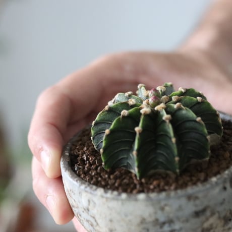 Gymnocalycium friedrichii LB2178 × たけろうポット   no.51206