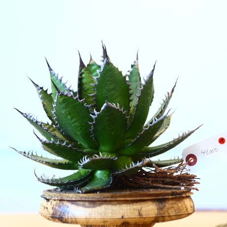 Agave horrida / Style of Chika   no.1015/17