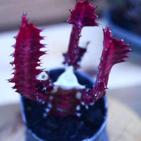 ユーフォルビア 紅彩雲閣　 Euphorbia trigona f. rubra    no.32114